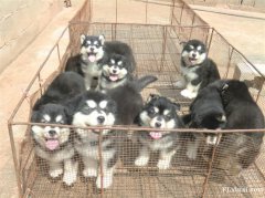 丽江买阿拉斯加请进 狗场常年繁殖出售阿拉斯加