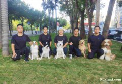 深圳市区训犬